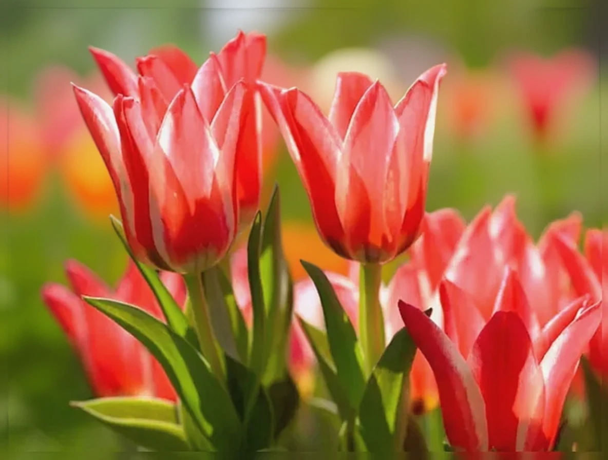 Тюльпан Піноккіо