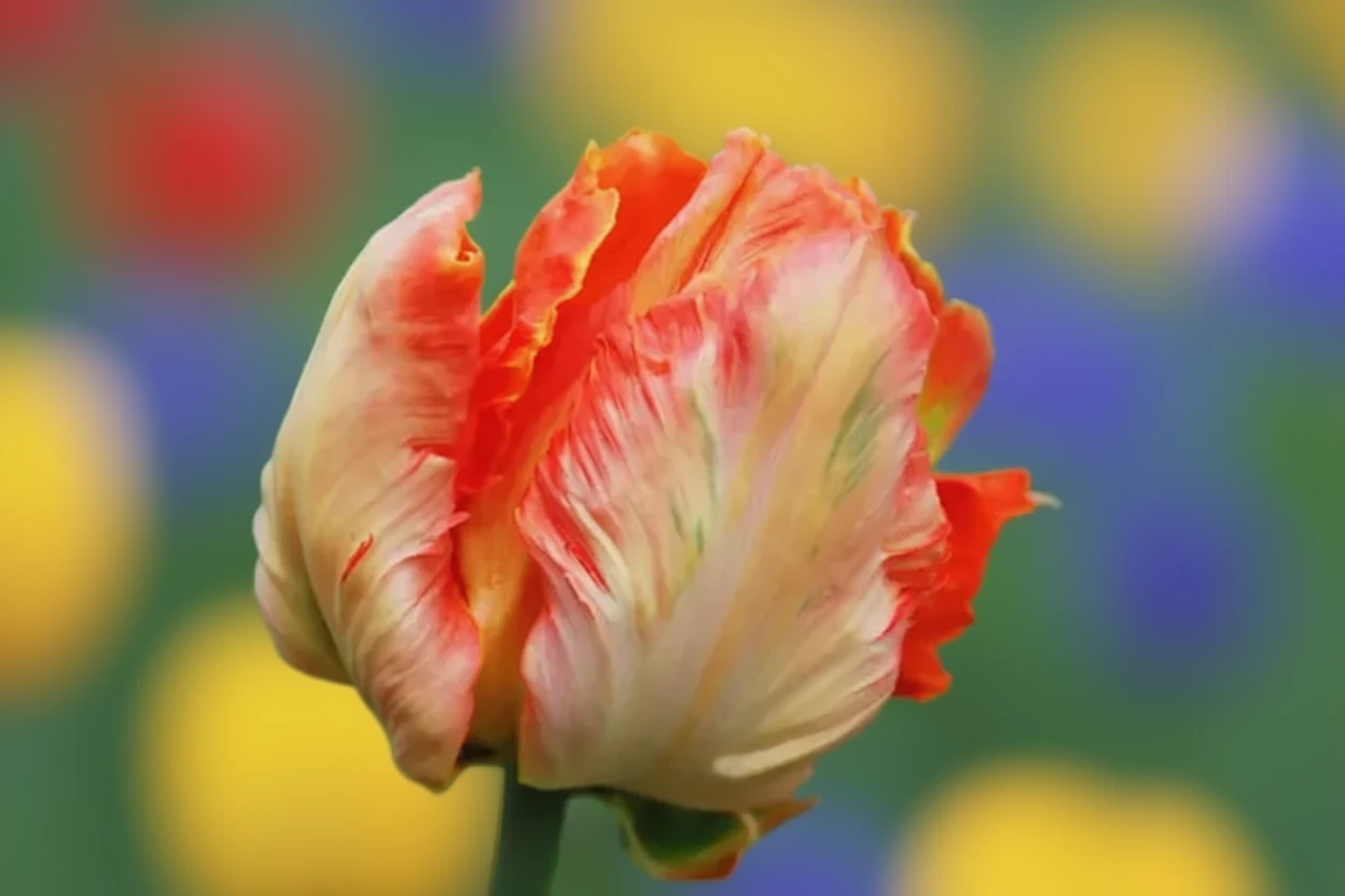 Тюльпан Професор Ронтген / Tulipa Professor Rontgen