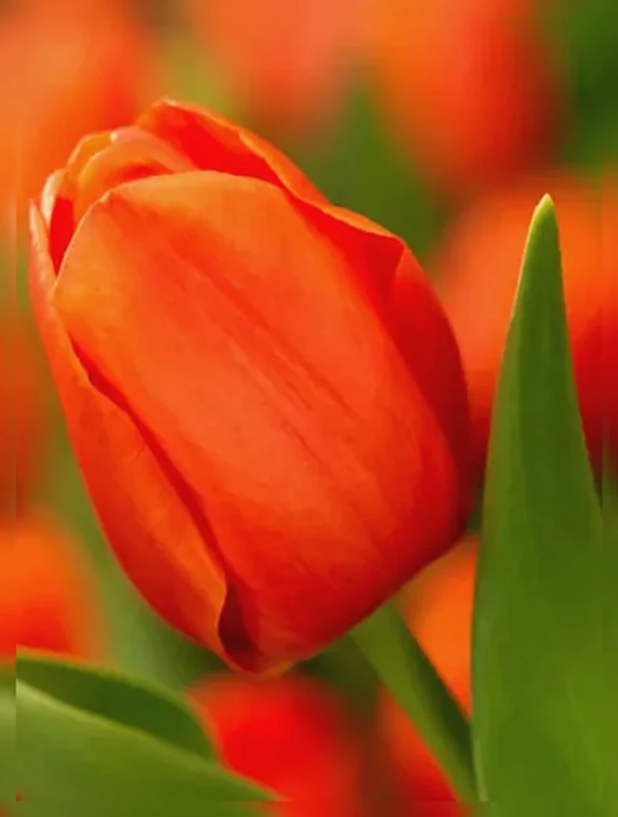 Тюльпан Принц Віллем Александр / Tulipa Prins Willem Alexander