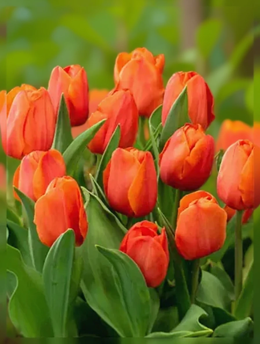 Тюльпан Принц Віллем Александр