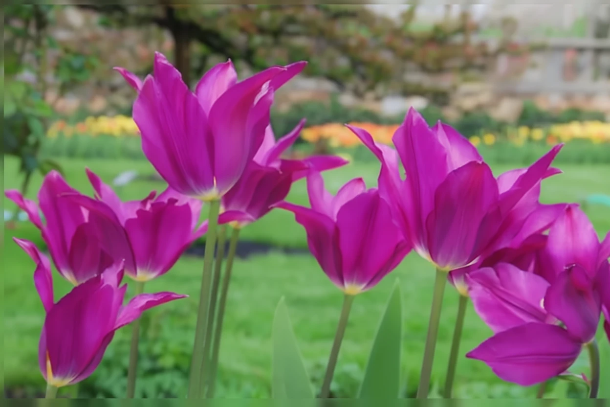 Тюльпан Пурпл Дрім