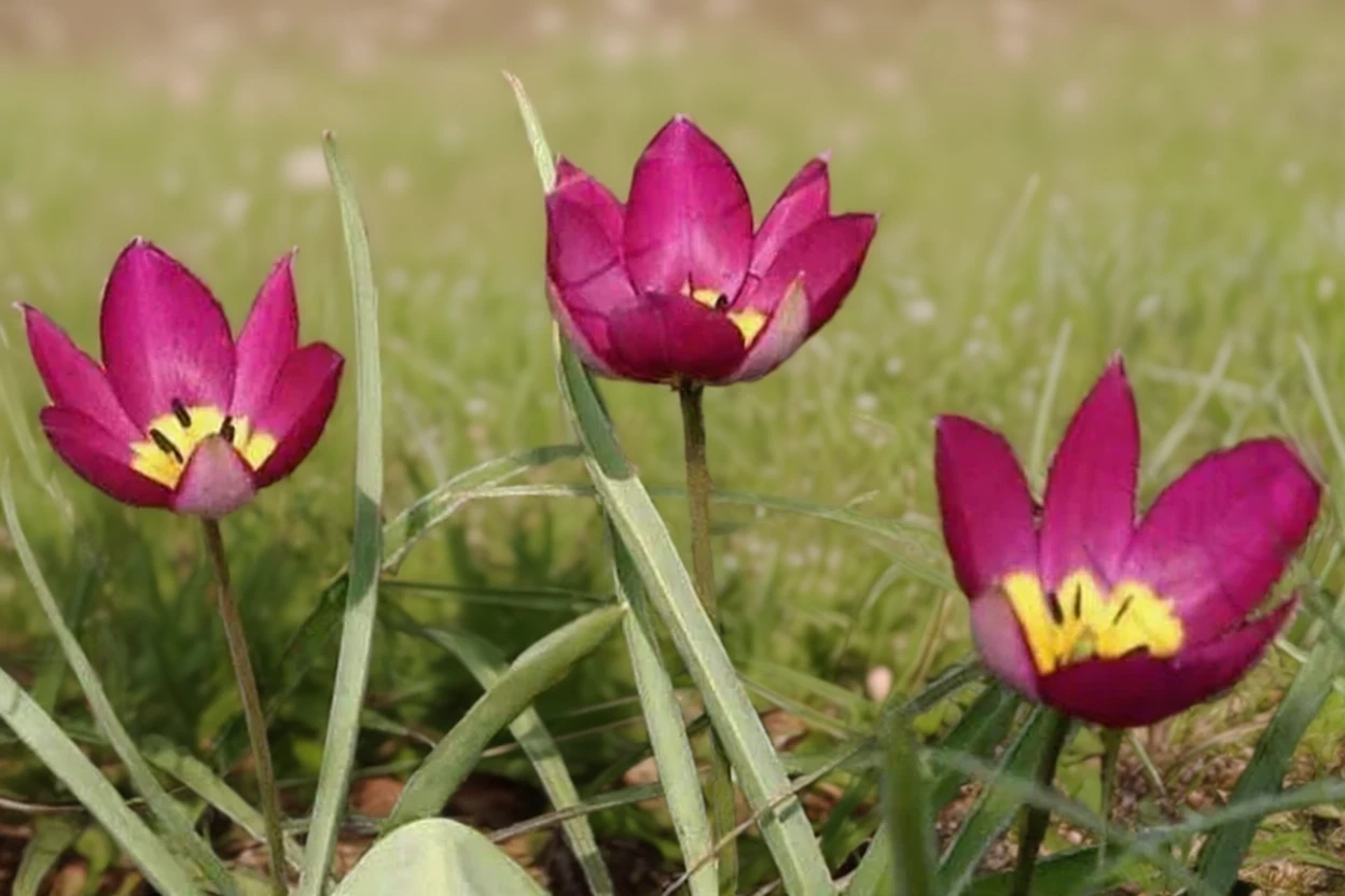 Тюльпан пушелла Персіан Перл