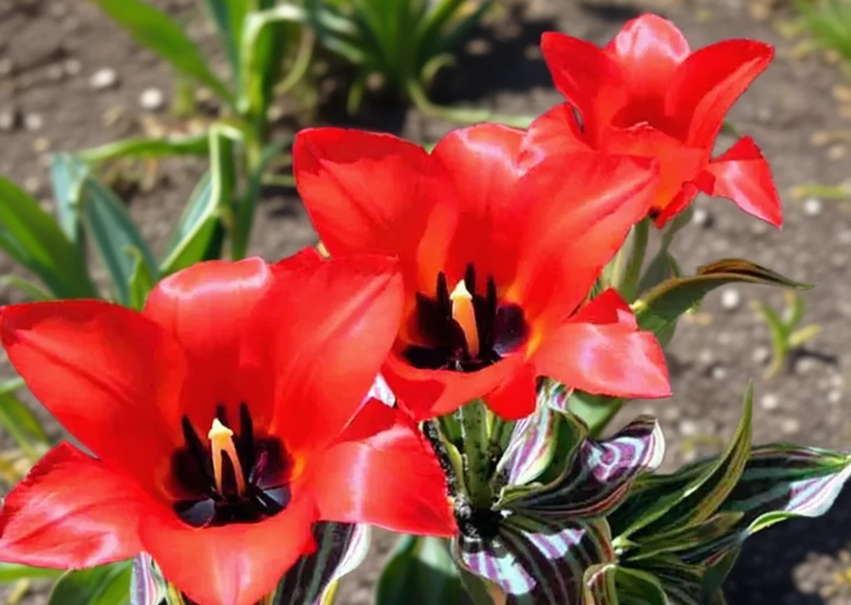 Тюльпан Ред Райдінг Худ / Tulipa Red Riding Hood