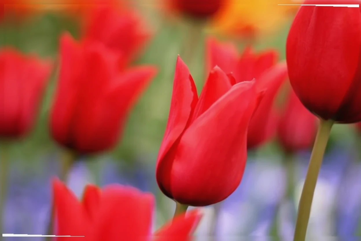 Тюльпан Ред Шайн