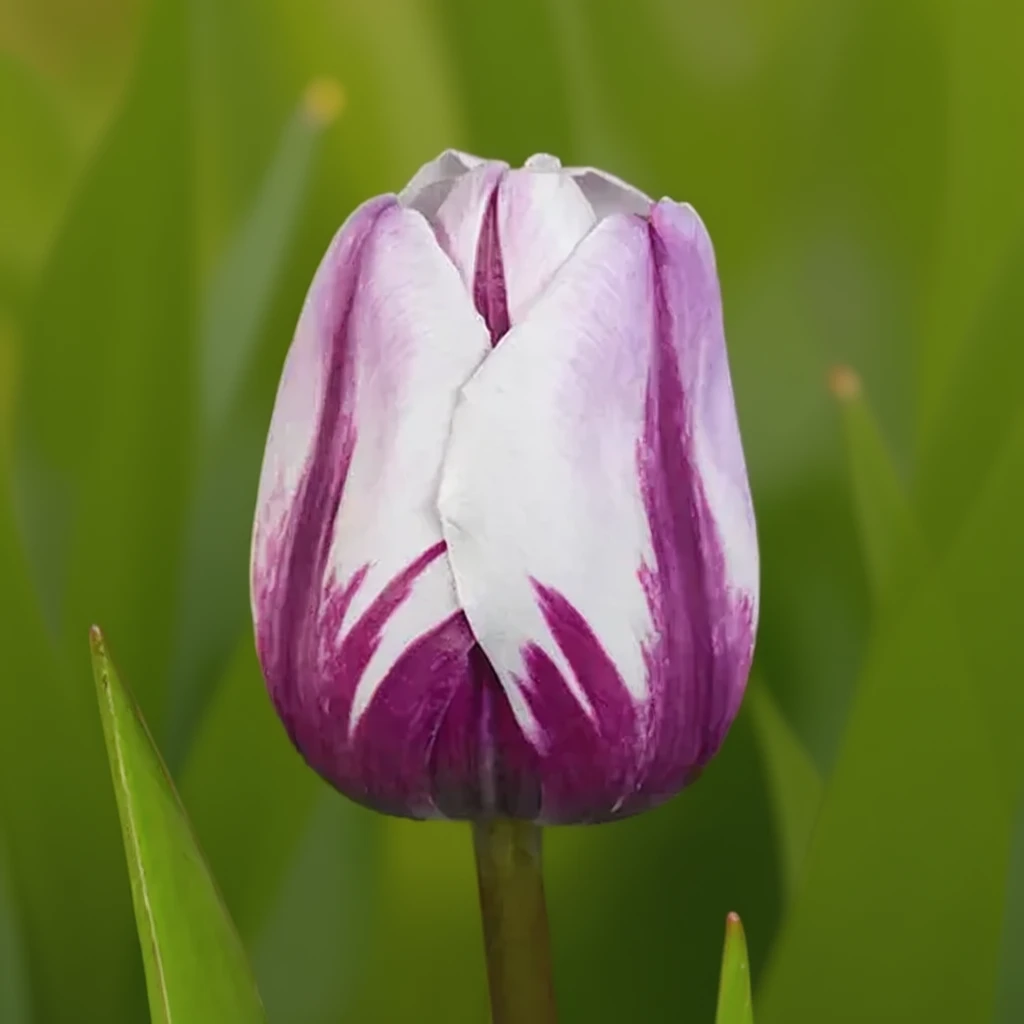 Тюльпан Ремс Фейворіт / Tulipa Rem’s Favorite