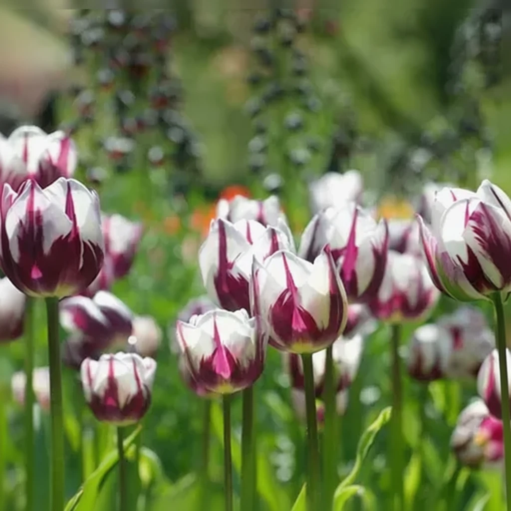 Тюльпан Ремс Фейворіт