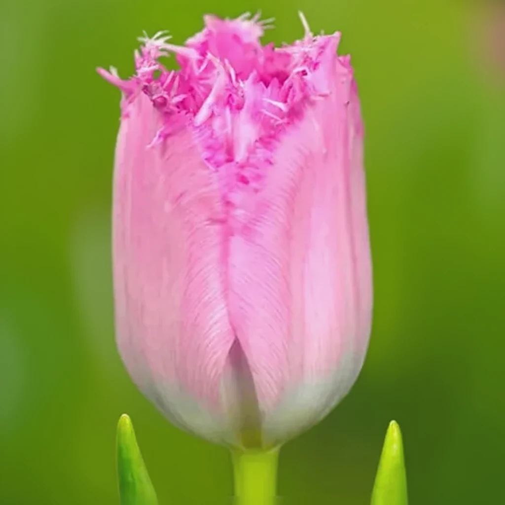 Тюльпан Сантандер / Tulipa Santander