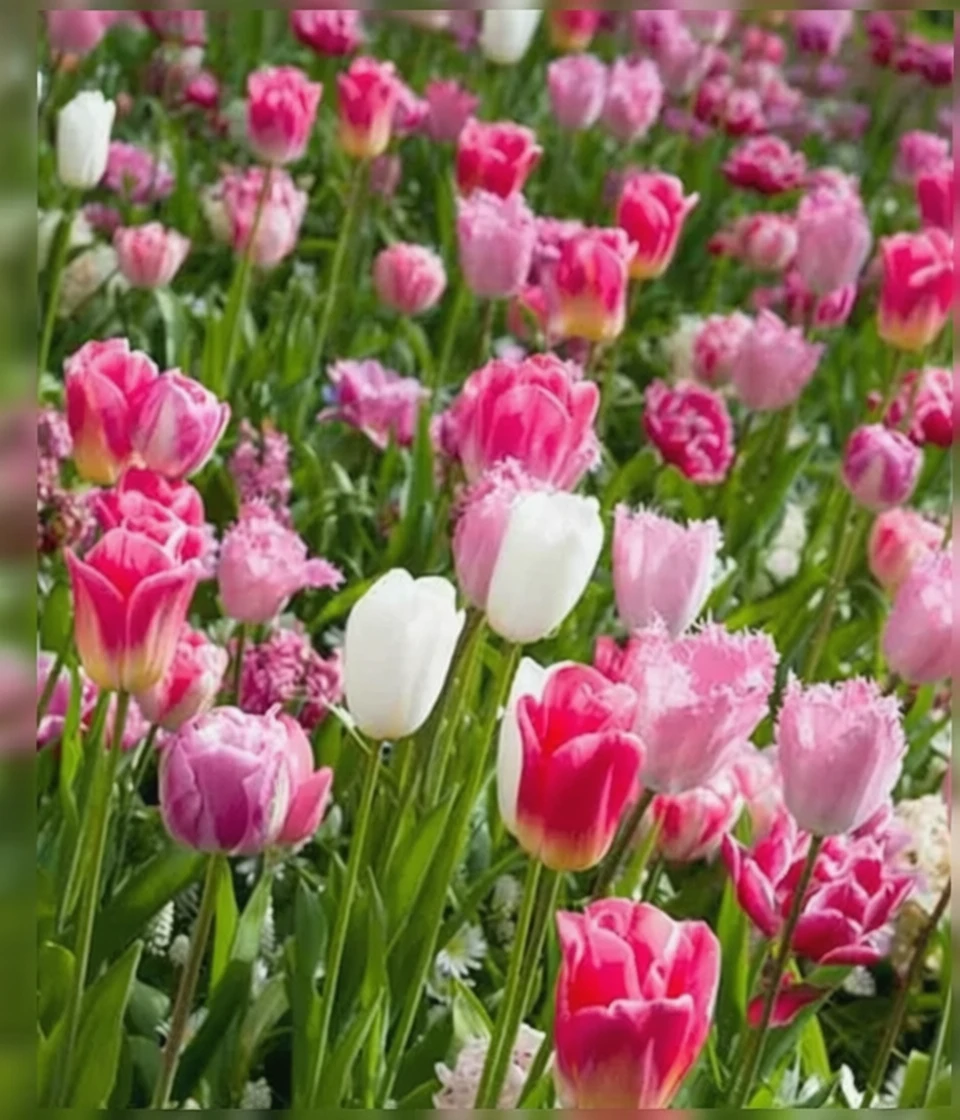 Тюльпан Сантандер