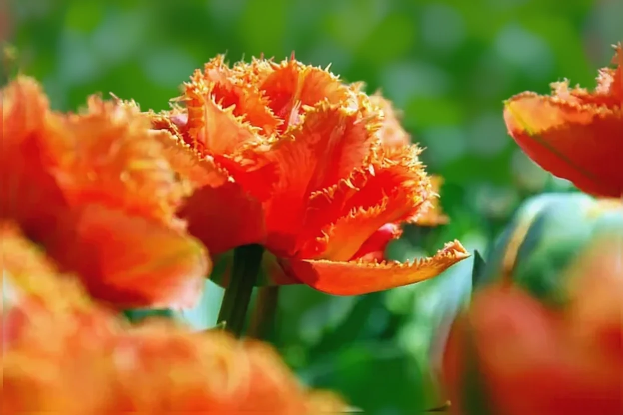 Тюльпан Сеншуал Тач / Tulipa Sensual Touch