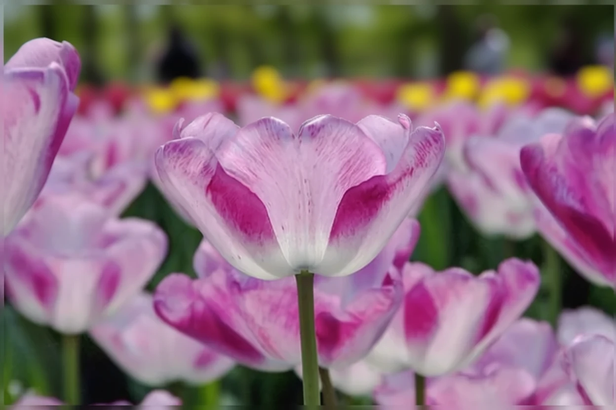 Тюльпан Шірлі / Tulipa Shirley