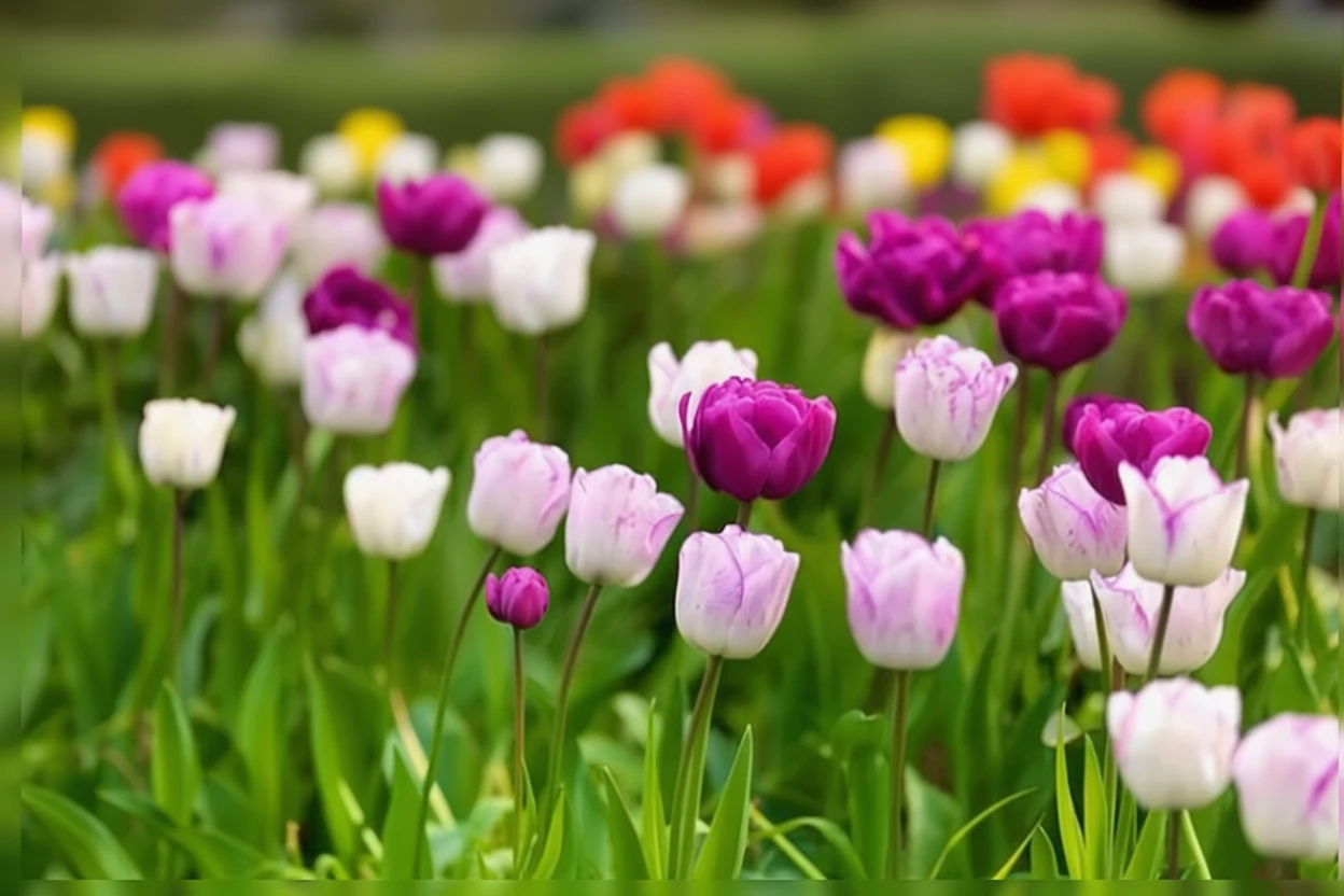 Тюльпан Шірлі