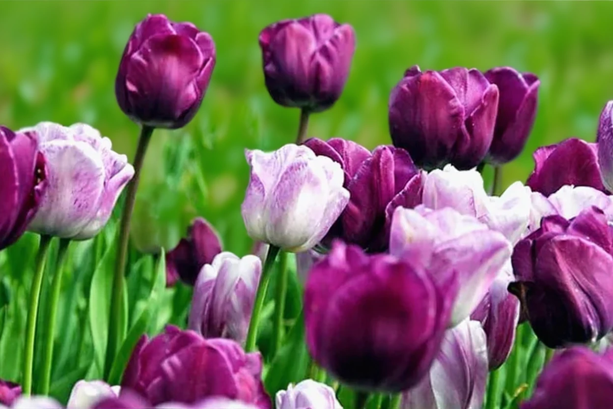 Тюльпан Шірлі