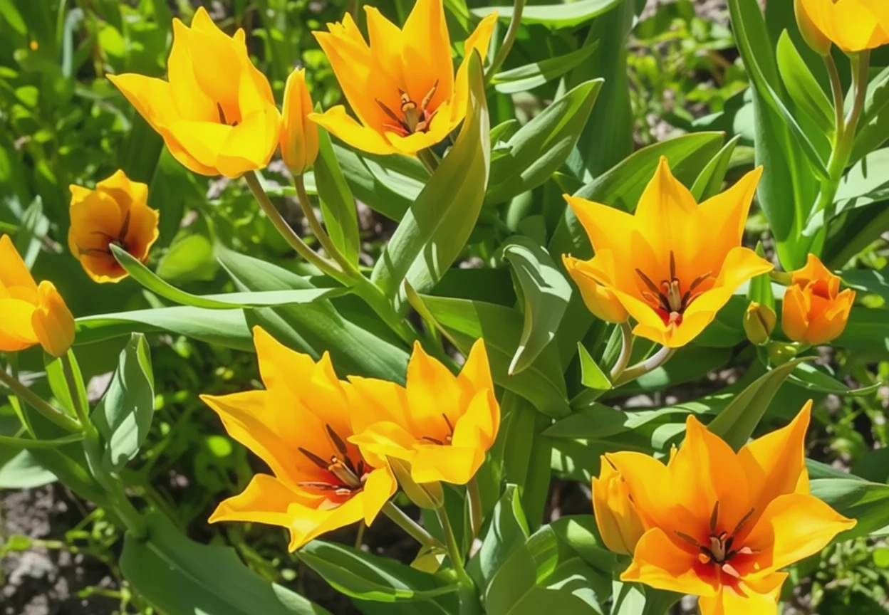 Тюльпан Шогун / Tulipa praestans Shogun