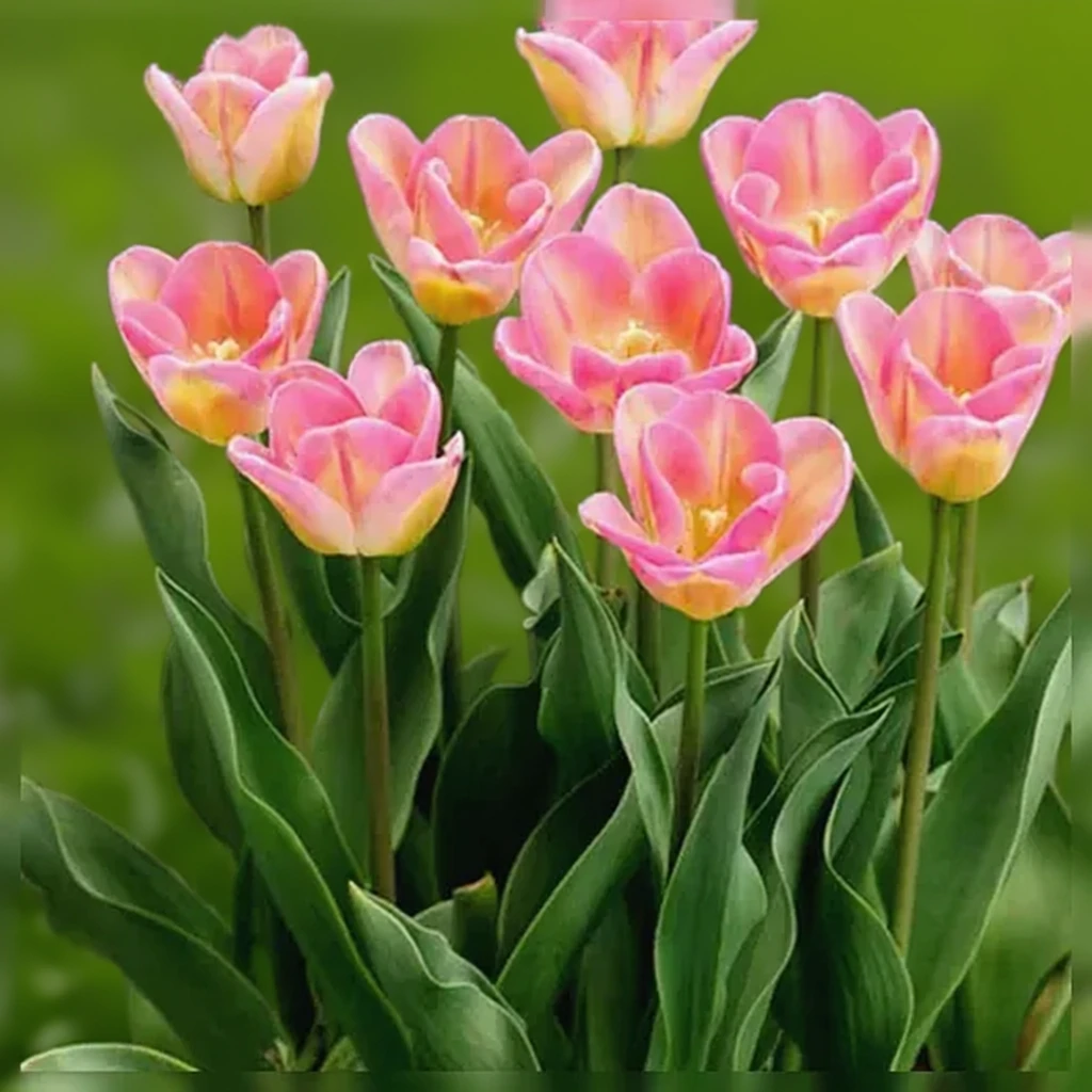 Тюльпан Шоубізз