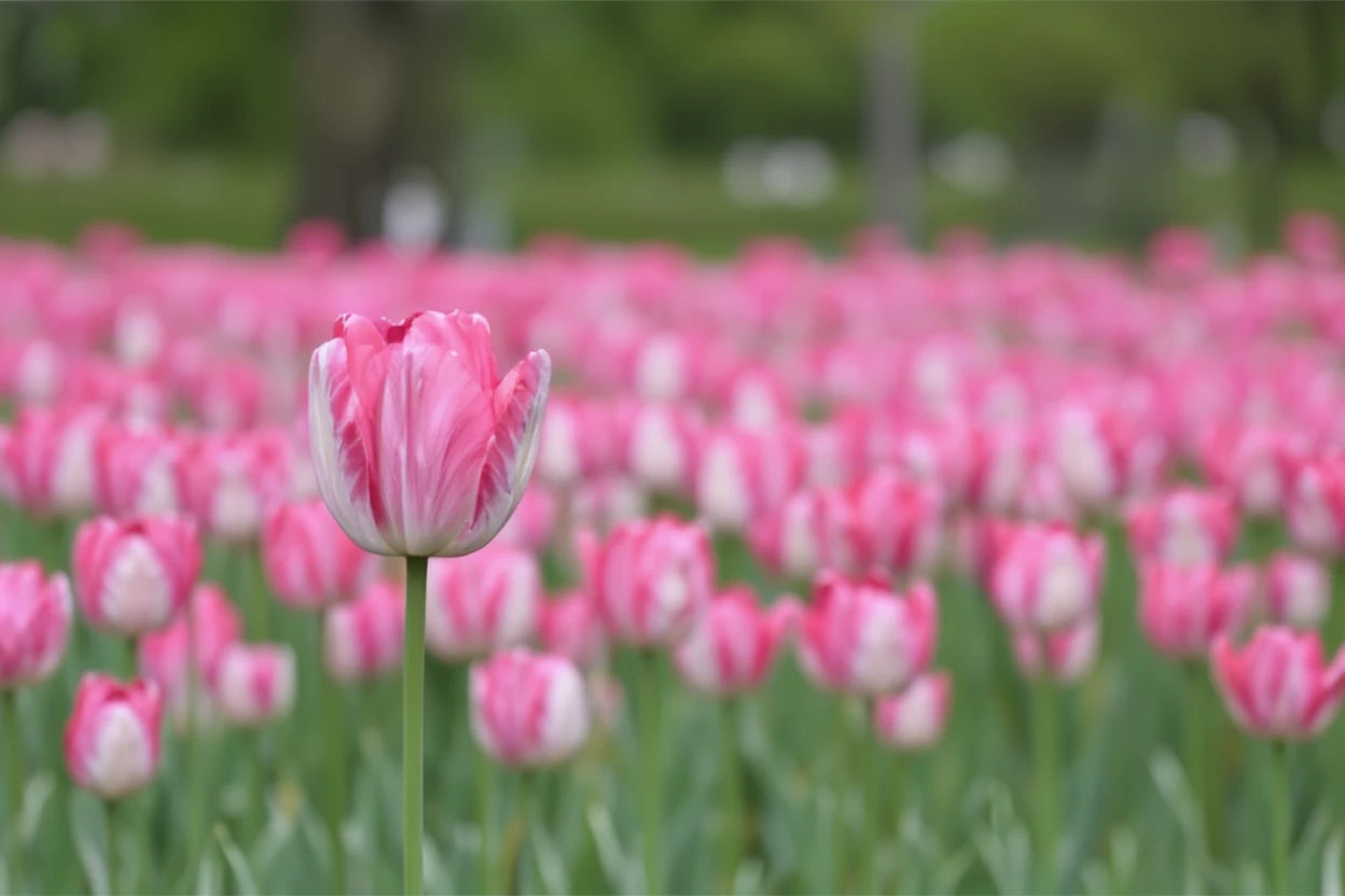 Тюльпан Сілвер Паррот / Tulipa Silver Parrot