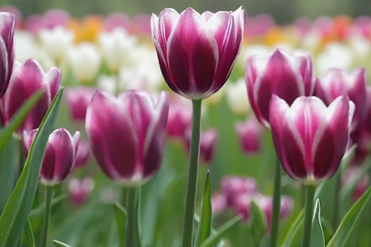 Тюльпан Сінеда Блу