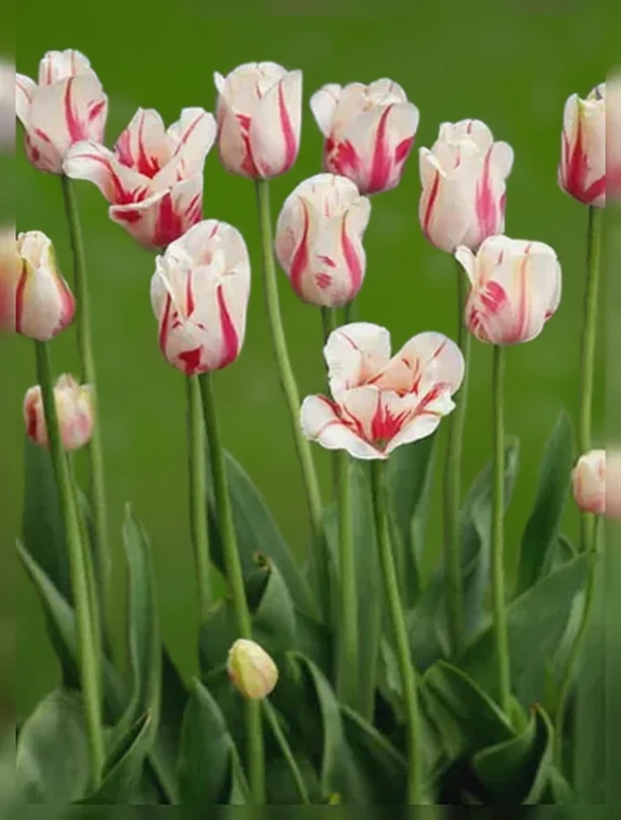 Тюльпан Сорбет