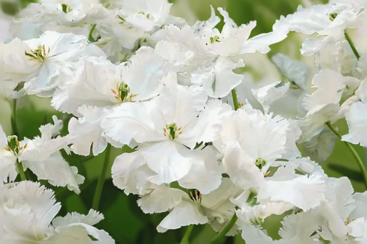 Тюльпан Супер Паррот