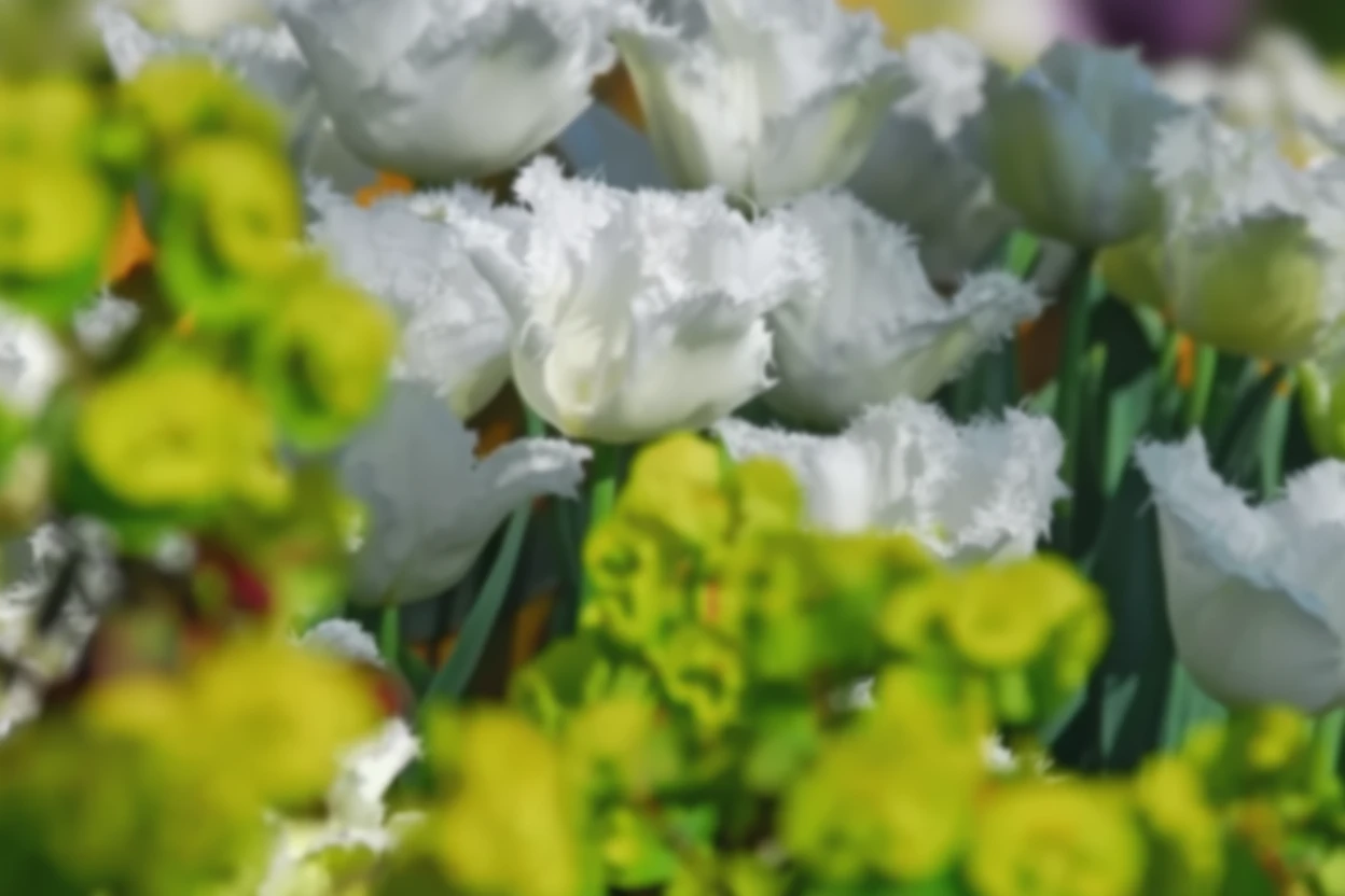 Тюльпан Сван Вінгс