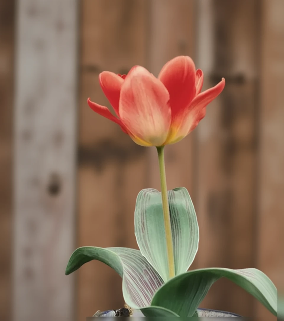 Тюльпан Світ Леді