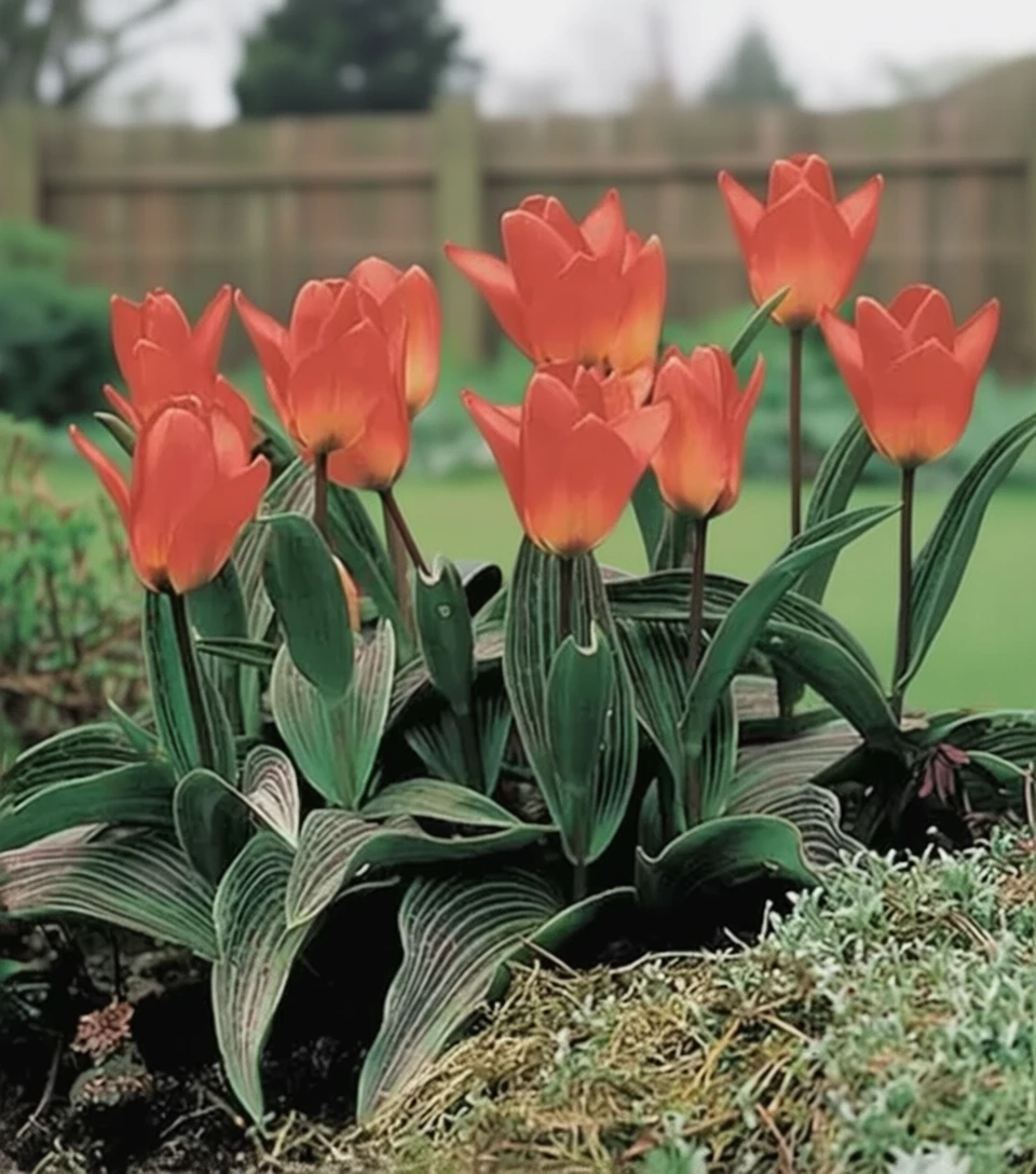 Тюльпан Світ Леді