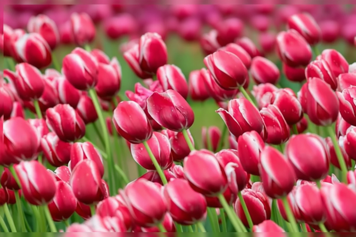 Тюльпан Тойота