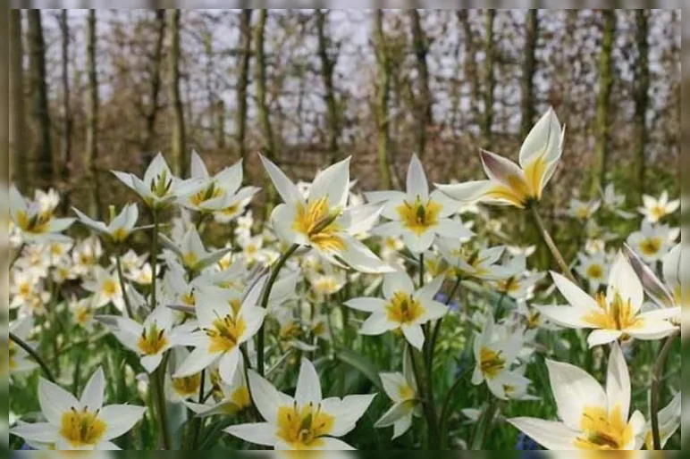 Тюльпан туркестанський / Tulipa turkestanica