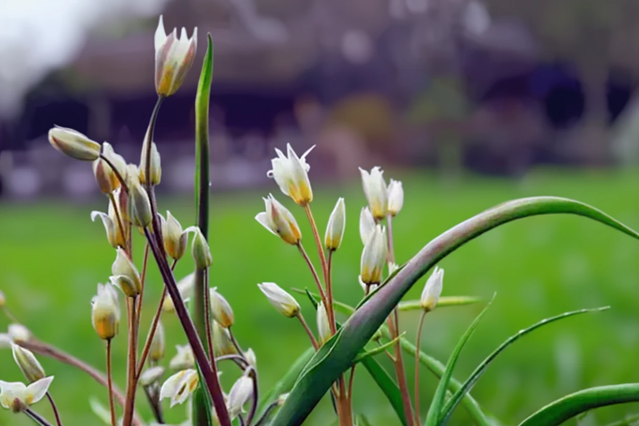 Тюльпан туркестанський