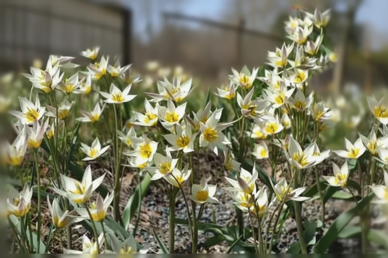 Тюльпан туркестанський