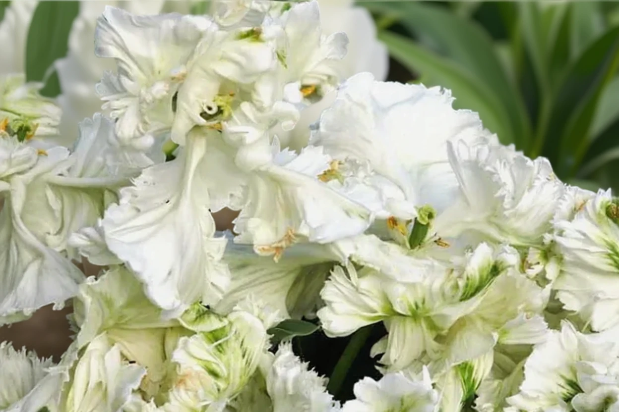 Тюльпан Вайт Паррот