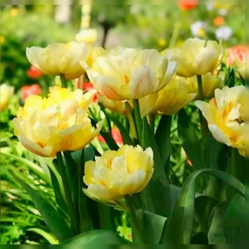 Тюльпан Верона / Tulipa Verona