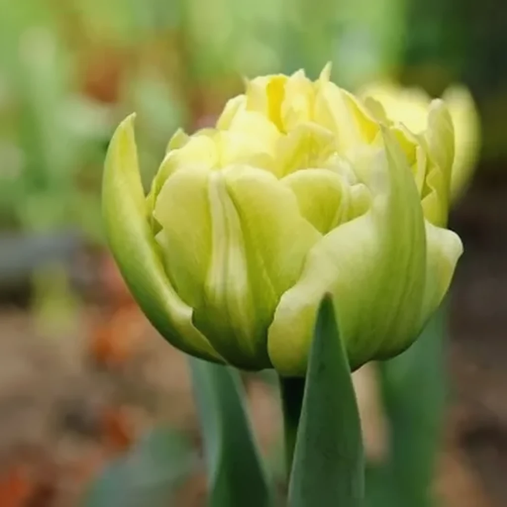 Тюльпан Верона