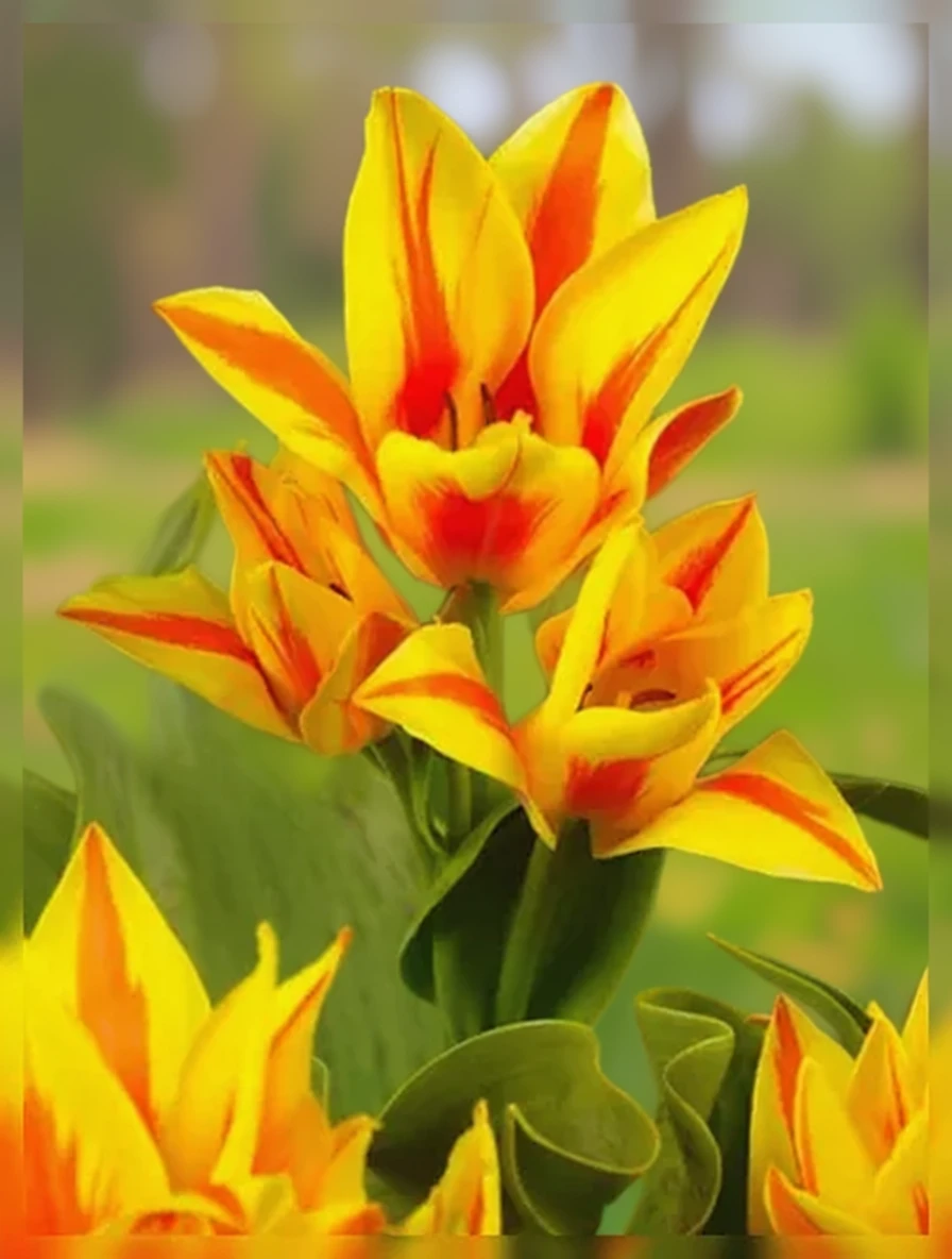 Тюльпан Вінніпег / Tulipa Winnipeg