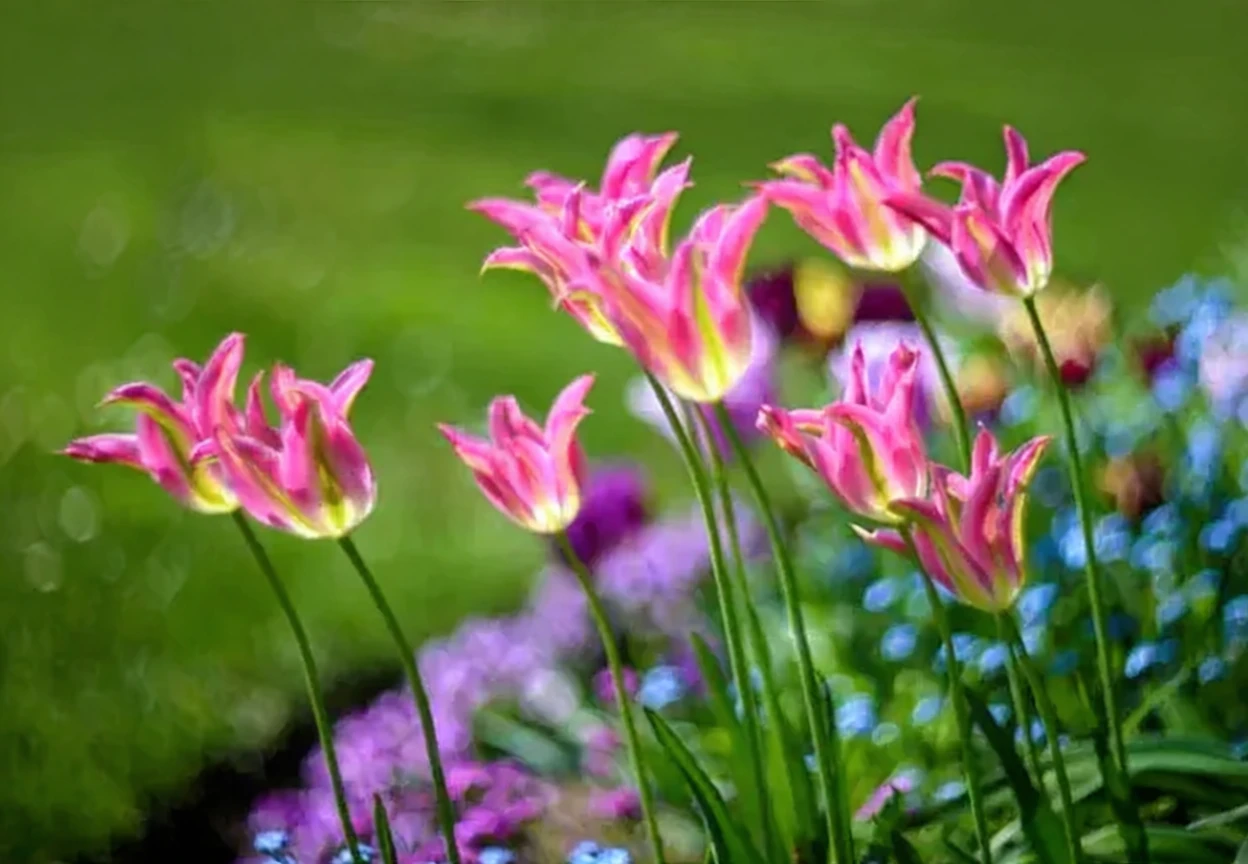 Тюльпан Вірічік