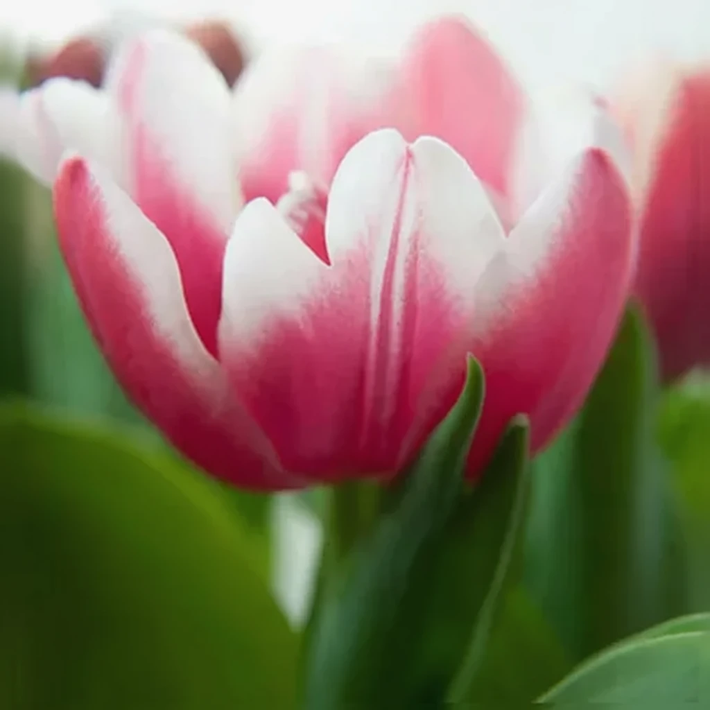 Тюльпан Віроза