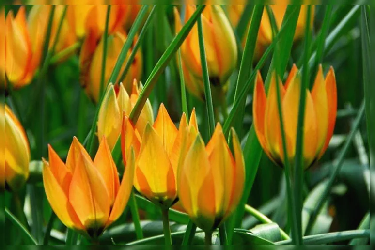 Тюльпан вітталлі