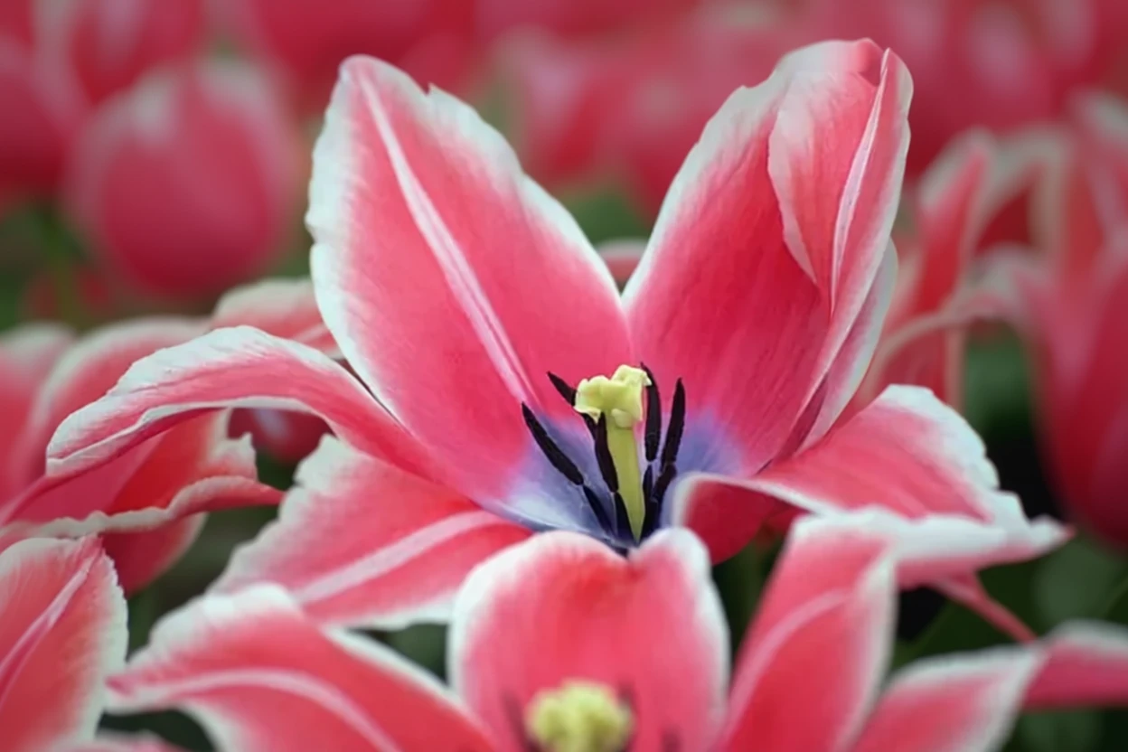 Тюльпан Йоніна