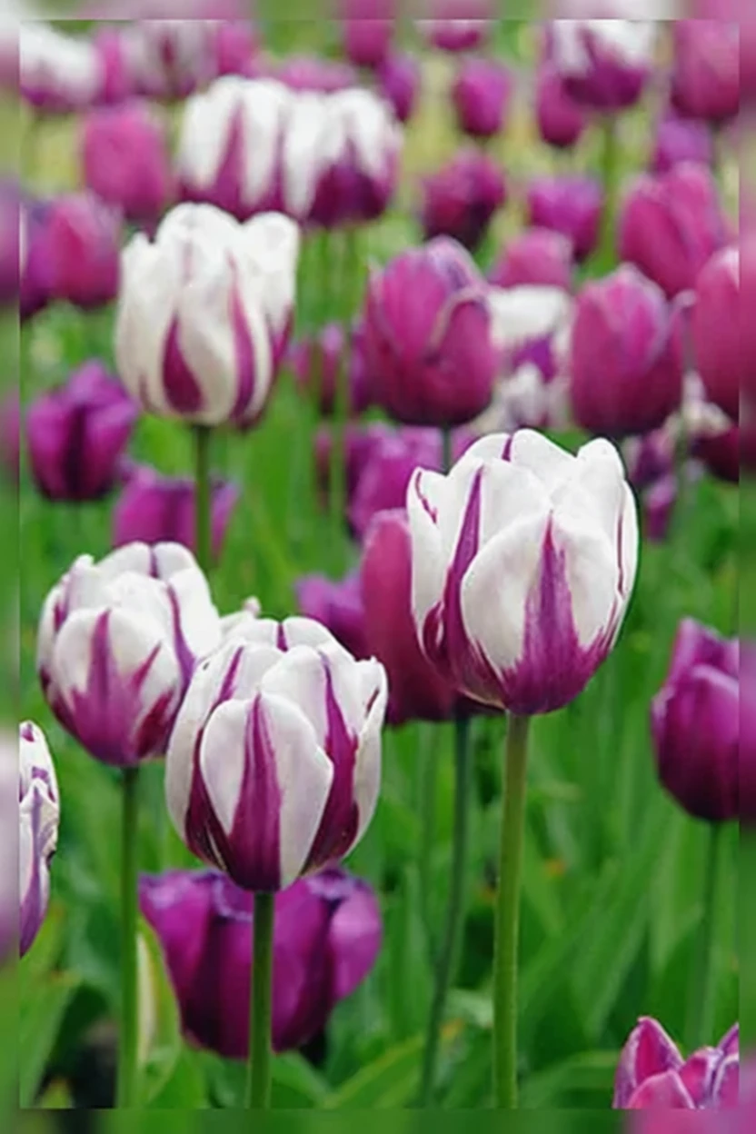 Тюльпан Зурел