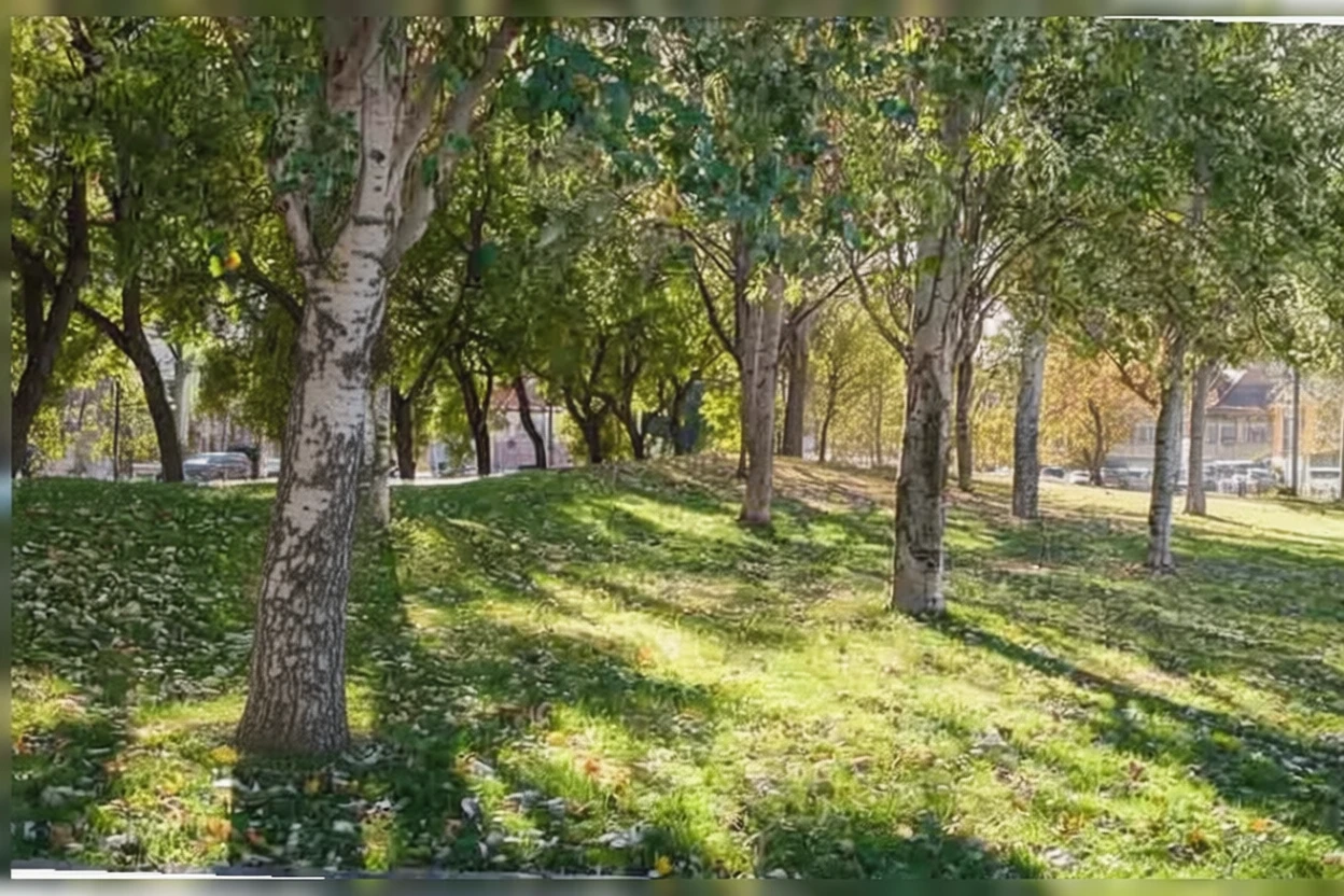 Тополя біла / Populus alba