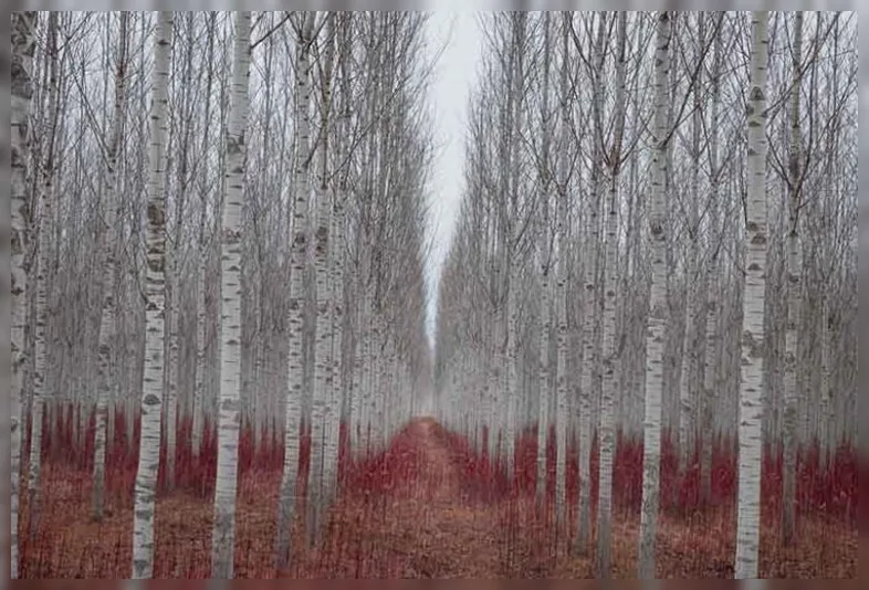 Тополя біла