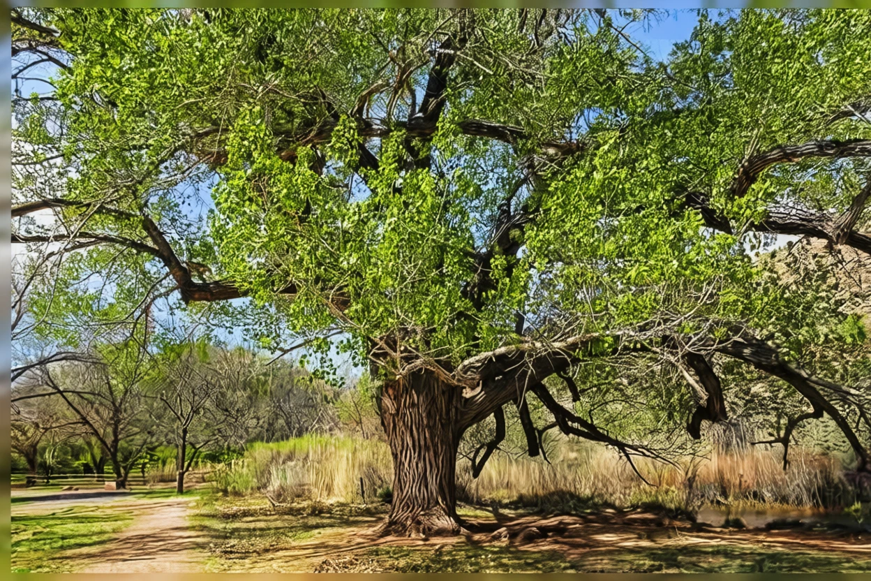 Тополя Фремонта