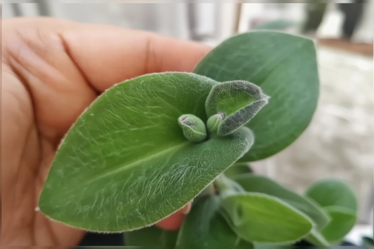 Традесканція силамонтана