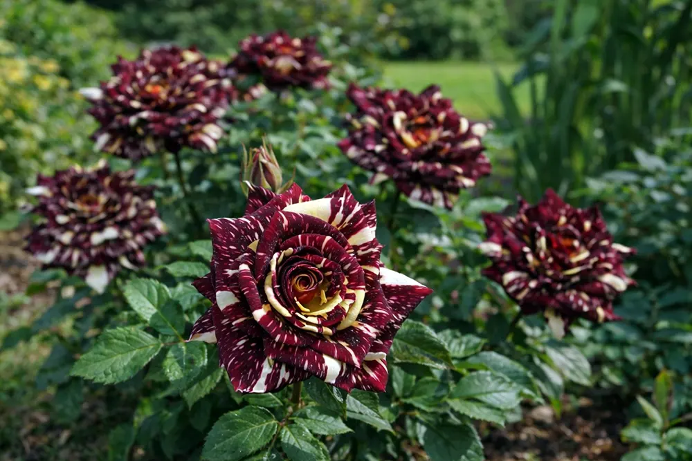 Троянда Абракадабра