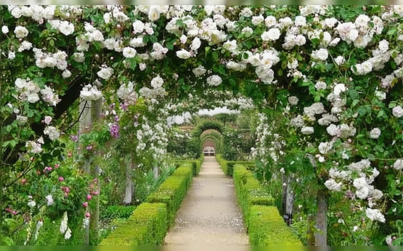 Троянда Аделаїд д’Орлеанс / Rosa Adelaide d’Orleans