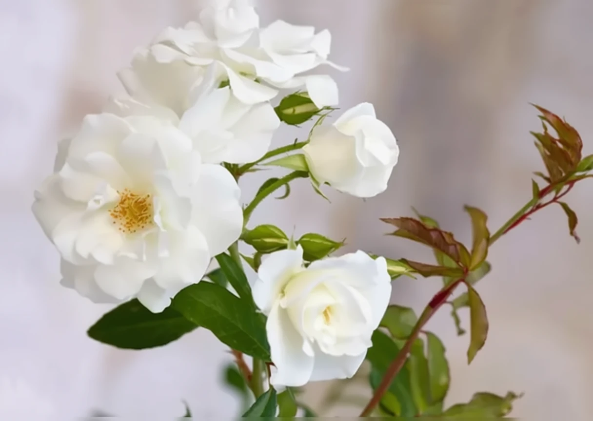 Троянда Айсберг / Rosa Iceberg