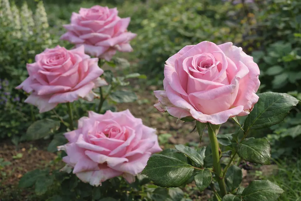 Троянда Аква