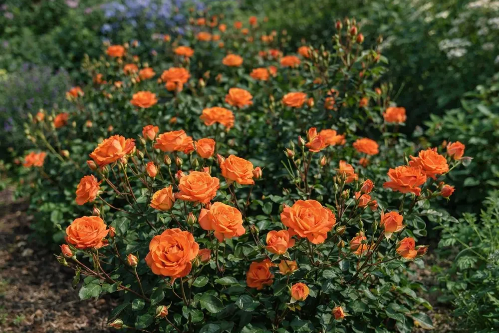 Троянда Алегрія