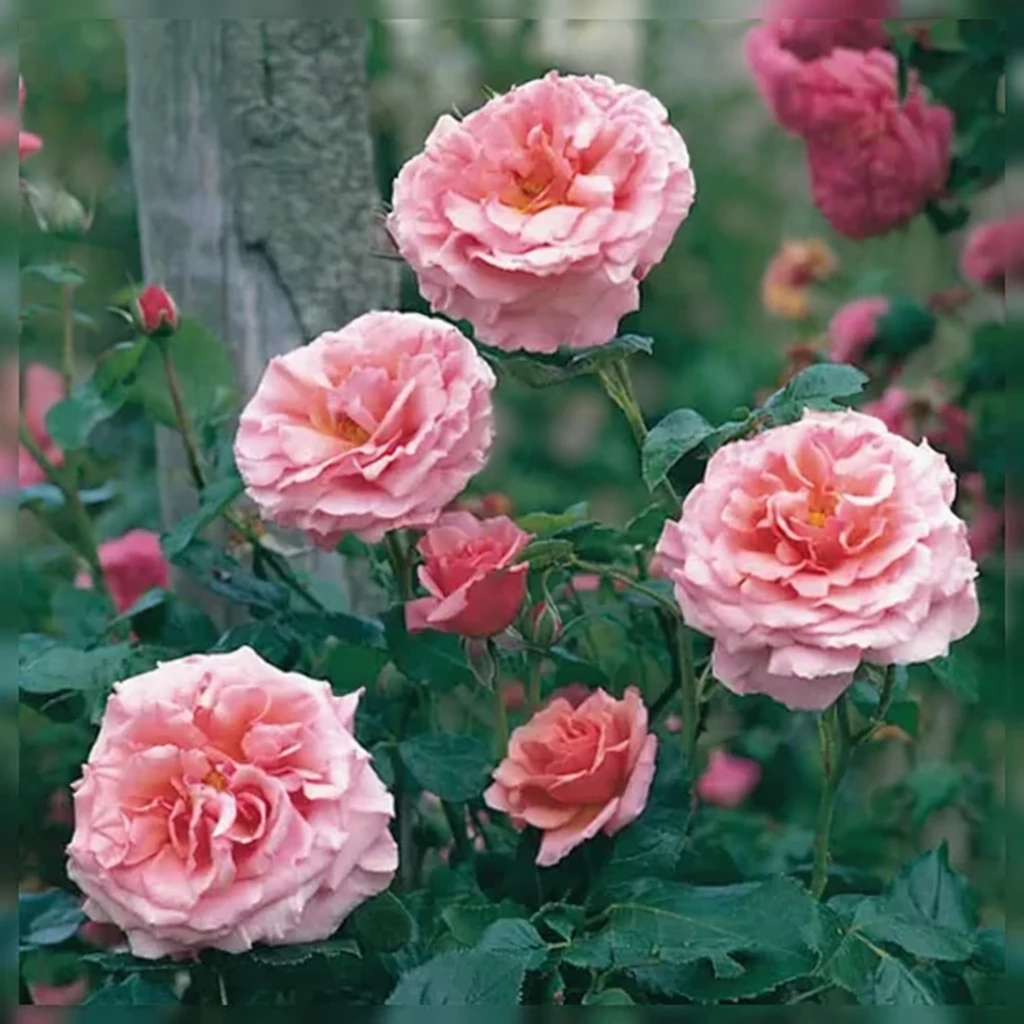 Троянда Алоха / Rosa Aloha