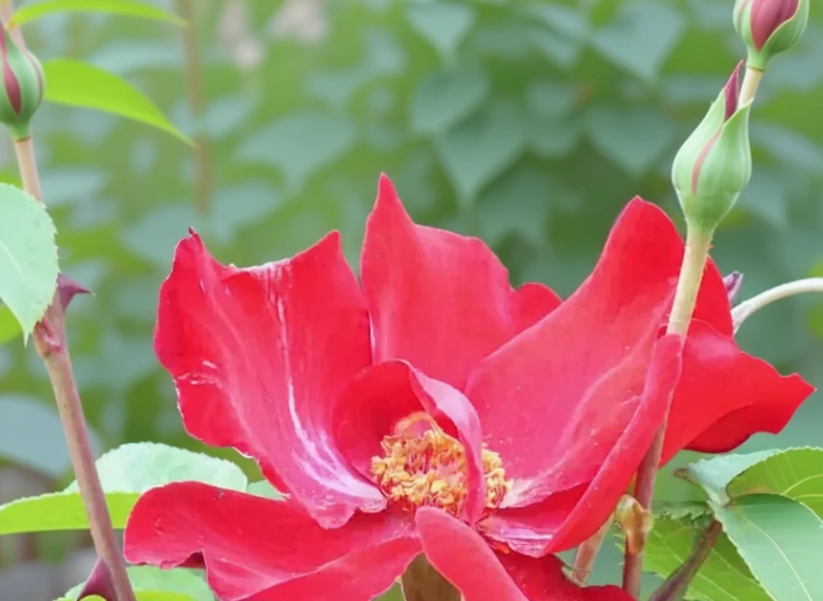 Троянда Альтіссімо / Rosa Altissimo