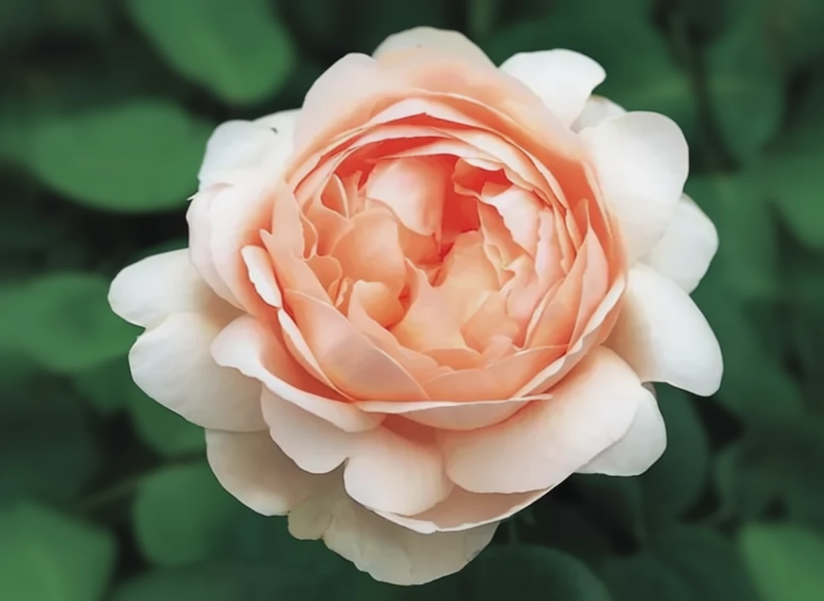 Троянда Амбрідж Роуз / Rosa Ambridge Rose